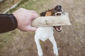 比艾滋病更可怕的狂犬病图片
