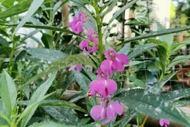 有种花的花语叫“别碰我”，你知道吗？图片