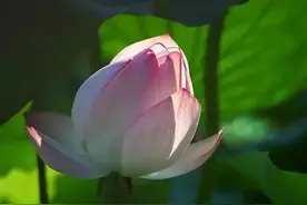 《保生要录》图片