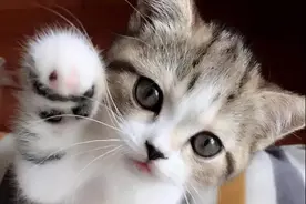 高萌小奶猫合集！你能扛过第几个？图片