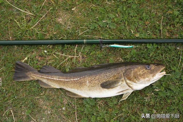 深海鳕鱼是什么鱼 2026年深海鳕鱼是什么鱼做的