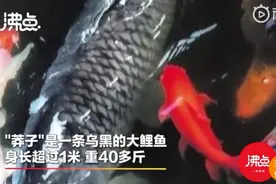 4人偷捕40斤“明星”鲤鱼被拘，市民哭诉：养了十几年图片