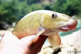 只属于中国的鱼，鱼嘴如猪嘴，消失近十年，猪嘴鱼何时能重归而来图片