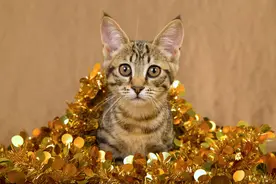 科学家发现：猫能感染和传播SARS-CoV2图片