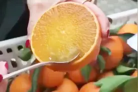 吃橘子不用剥皮，对半切直接拿勺舀，传说中的果冻橙你知道吗？视频封面