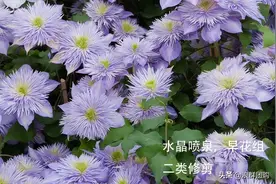 铁线莲：韧如铁线，花开如莲，耐寒耐热，花园必备。图片