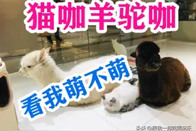 当猫咖和羊驼咖在一起会是什么样子图片