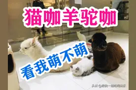 当猫咖和羊驼咖在一起会是什么样子图片