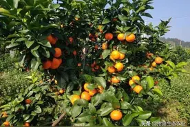 图解！金秋砂糖桔和091无核沃柑，超详细定植攻略图片