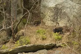 一窝野猪唐家河觅食，公猪找到斑羚不给小猪吃，把吃不完的藏洞中图片