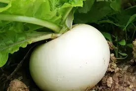 萝卜新品种！表皮洁白似水晶，生食清甜无渣，汁多脆嫩！推荐农户图片