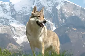 15亿的车20万的矿泉水┃亿万富翁们“最贵”集锦图片