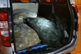 一夜偷了800斤螃蟹！高邮惊现螃蟹大盗图片