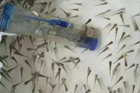 鱼苗鱼种各个规格及长度的名称与鱼苗大小测量和计数方法图片
