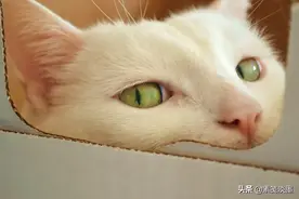 收集一些可爱的动物和宠物的照片，它们会融化你的心...图片