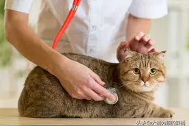 猫咪容易“中暑”，若出现这3种初期症状，不要忘了这些应急措施图片