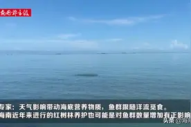 海口近海湾为何频现鱼群？专家分析是这个原因所致图片