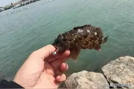 解决挂底最佳方案，更适合海岸垂钓，详解如何使用根钓法！图片