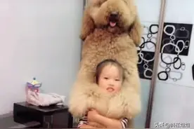 小主人犯错被妈妈罚站，巨型贵宾为小主人撑腰，紧搂在怀中保护图片