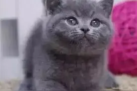 蓝猫价格表，价格差距大吗？图片