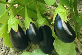 茄子怎么种？老农使用七句老话，传授7条种植茄子秘诀图片