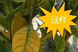 家里养花叶子总是发黄打蔫？一张图让你知道植物缺了什么营养！图片