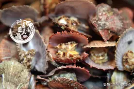 蒸扇贝，别直接上锅蒸！肉老还腥，多加这1步，扇贝肉鲜嫩不回缩图片