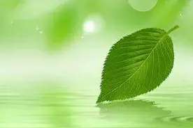 散文诗：一片绿叶图片