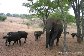 野牛的大象女王：母象统治野牛群几十年图片