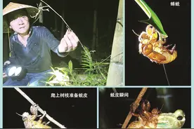 龙海：夏夜程溪村民忙捕蝉龟图片