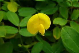 蔓花生，近看犹如孔雀开庭，花语还寓意“遍地黄金”图片