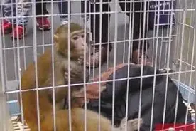 野生动物禁令！“大师兄”被弃街头图片