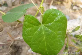 吡唑醚菌酯五大禁忌和十大最佳杀菌配方图片