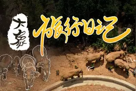 大象旅行日记①丨我伤害了你，你一笑而过图片