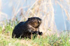 有趣的世界，轻松的英语：Beaver 河狸图片