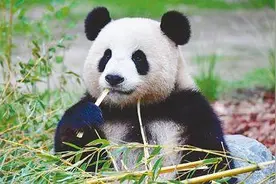 加拿大吃不到新鲜竹子的大熊猫 为什么只有回国？图片