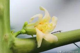 有一种温柔，芬芳了流年图片