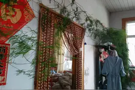 文竹，居家盆栽有“4忌”，不注意叶子焦黄又烂根图片