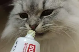 化毛膏养猫必备？别逗了，蛋黄才是猫咪最好的“化毛膏”图片