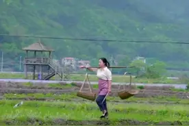 大山里的金凤凰图片