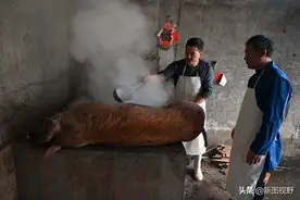 农村偶遇杀年猪，1100元买50斤猪肉，临走时还蹭了顿饭图片