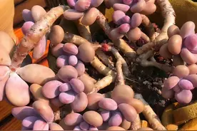 容易养成老桩的4种多肉，养大半年爆头茎秆木质化，适合新手图片
