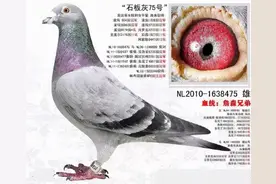 詹森鸽舍“石板灰32”曾经是只天落鸟图片