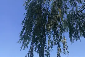 【散文】我的女儿，我的玻璃心图片