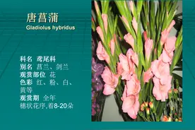 鲜花：常见插花花材(40种)图片
