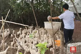 养鹅喂猪包鱼塘，三台残疾养殖人的扬志路图片