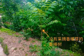 将乔木修剪成灌木，快速培养幼树，香椿芽多质量好图片