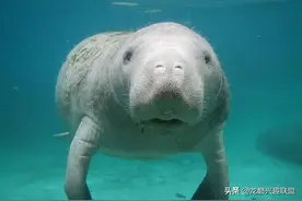 海洋生物是怎么睡觉的？会在梦中被吃掉吗？图片