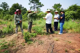 广西上思：一方种树另一方却强行拔苗，地界冲突惹纠纷，一村一法律顾问携手司法所成功调处促和谐图片