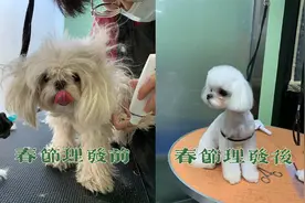 包贝尔晒“一家四口”，春节理发前后照对比，没赢过自己家宠物狗图片